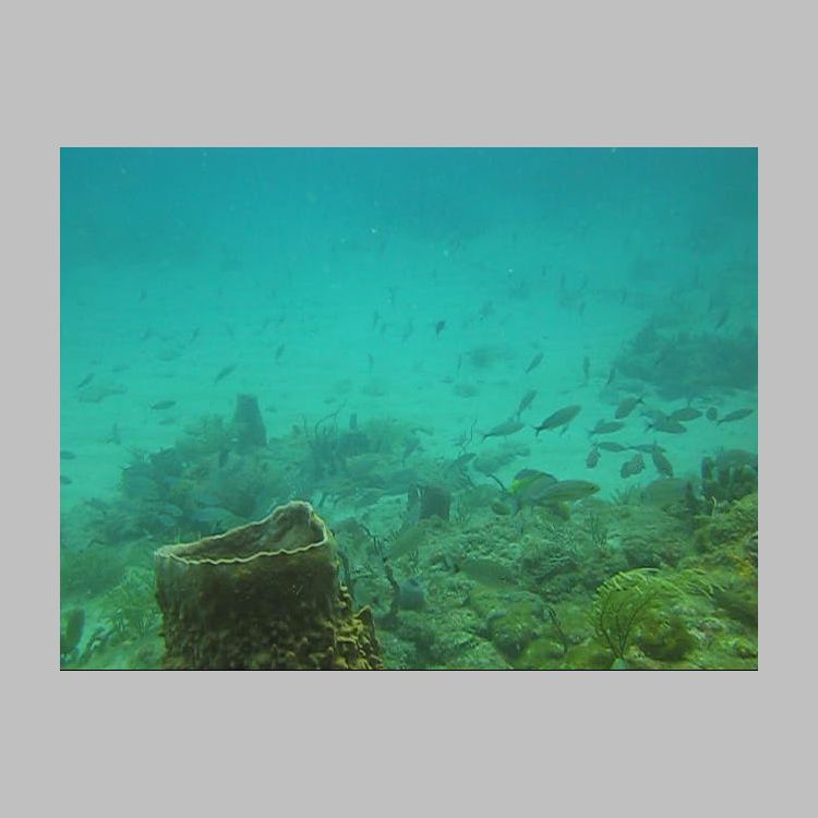 MVI_5908 Grunts Deep Reef.AVI